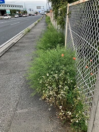 事業周辺の植栽整備（実施前）