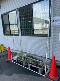 グリーンカーテン設置